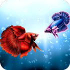 Betta Fish Wallpaper biểu tượng