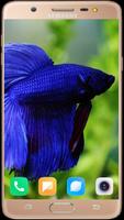 Betta Fish Wallpaper bài đăng