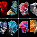 Wallpaper Ikan Cupang HD APK