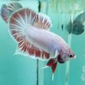 Betta Fish Guide