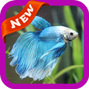 Betta Fish Wallpaper APK