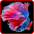 Betta Fish Wallpaper