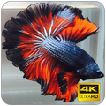 Betta Fish Wallpaper