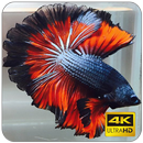 Betta Fish Wallpaper APK