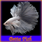 Betta poisson icône