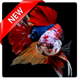 Betta Fish Wallpaper
