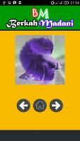 400++ Betta Fish ภาพหน้าจอ 3