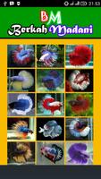 400++ Betta Fish โปสเตอร์
