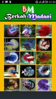 400++ Betta Fish poster