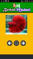400++ Betta Fish ภาพหน้าจอ 1
