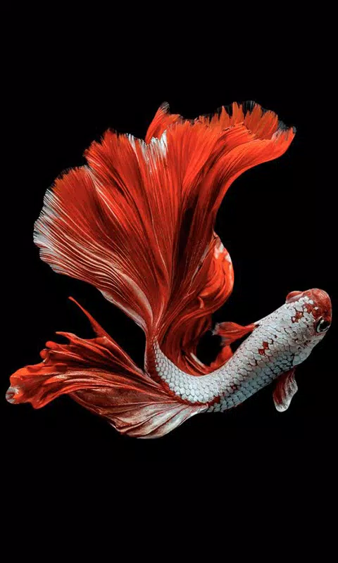 Tải xuống APK Betta Fish HD Wallpaper Background cho Android Tải xuống APK Betta Fish HD Wallpaper Background cho Android