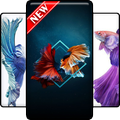 Betta Fish Wallpaper HD
