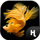 Fond d'écran Poisson Betta APK