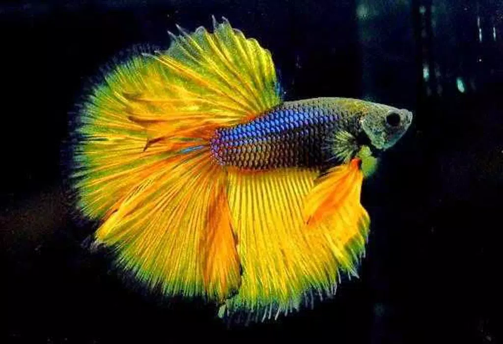 betta fish wallpaper APK for Android Download betta fish wallpaper APK for Android Download