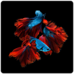 Wallpaper Ikan Cupang HD