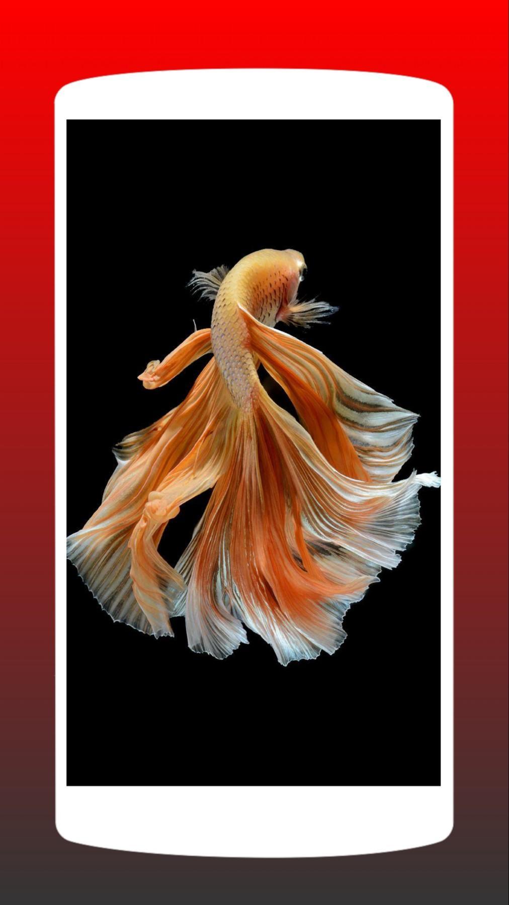 107 Gambar Ikan Cupang Full Hd Gratis Terbaru