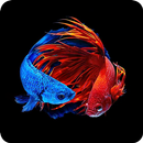 Betta Fish Live Wallpaper 3D APK