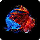 betta fish يعيش خلفية 3D أيقونة