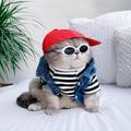 Cat Wallpaper