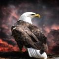 Eagle Wallpaper