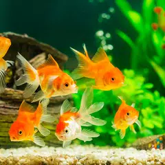 Fish On Screen 3D Wallpaper XAPK download