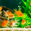 Fish On Screen 3D Wallpaper-APK