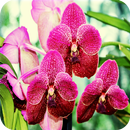 Orchidaceae APK