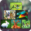 Zoology Basics
