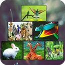 Zoology Basics APK