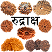 Rudraksha Information