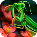 APK Mantis Life and Hunting Simula