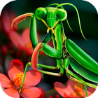 Mantis Life and Hunting Simula icon