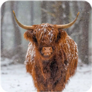 Cow Wallpaper APK