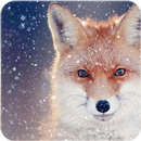 Fox Wallpaper APK
