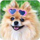 poweranian wallpaper APK