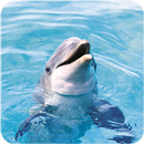 Dolphin Wallpaper APK