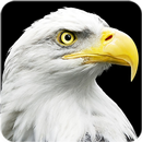 Eagle Wallpaper APK