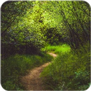 Forest Wallpaper APK