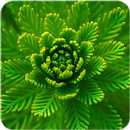 Plants Wallpaper APK