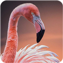 Flamingo Wallpaper APK