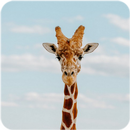 Giraffe Wallpaper APK