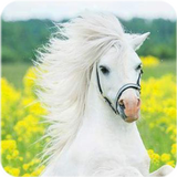 Horse Wallpaper ไอคอน
