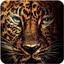 Jaguar Wallpaper APK