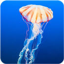 Jelly Fish Fields Wallpaper APK