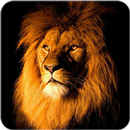 Lion Wallpaper APK