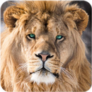 Lion Hd Wallpaper APK