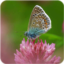 Macro Wallpaper APK