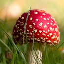 Mushroom Wallpaper APK