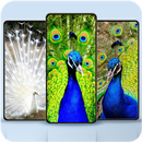 Peacock Wallpaper APK