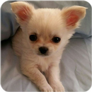 Puppy Wallpaper - Cute Puppies APK